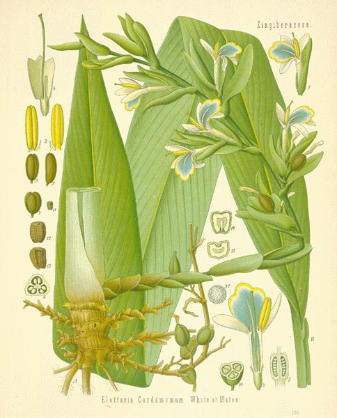 Elettaria cardamomum var. major